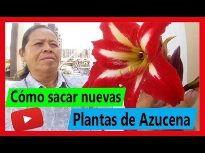 Cómo sacar nuevas plantas de Azucena en macetas (hermoso Jardín)h