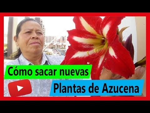 Cómo sacar nuevas plantas de Azucena en macetas (hermoso Jardín)h