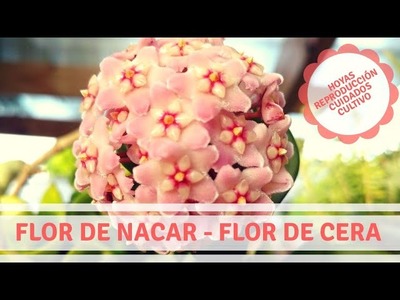 Hoya: Flor de Nacar.Flor de Cera. Miosotis, Las plantas de la abuela