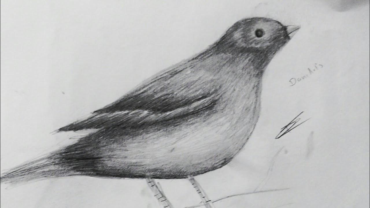 COMO DIBUJAR UN PAJARO REALISTA A LAPIZ | DaniArt's