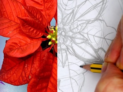 Cómo dibujar boceto de la flor de Navidad-Poinsettia