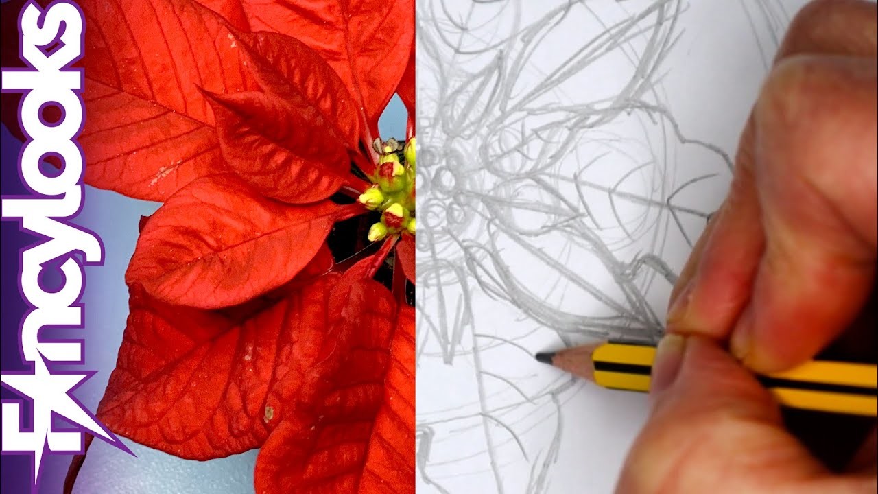 Cómo dibujar boceto de la flor de Navidad-Poinsettia