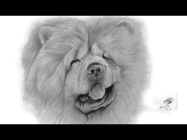 Como dibujar un perro CHOW CHOW a lapíz | Realistic drawing of a dog CHOW CHOW in pencil |