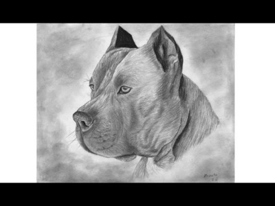 Como dibujo un pitbull realista | How to draw a realistic pit bull