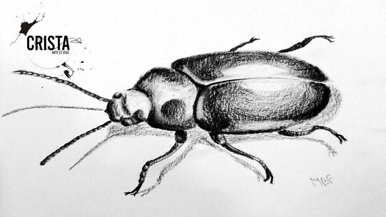 Cómo dibujar un escarabajo realista.How to draw a realistic beetle