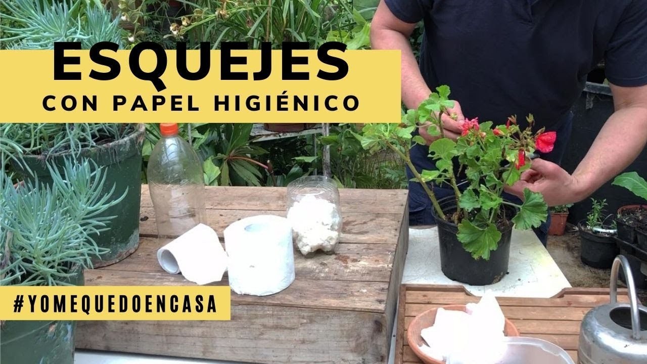 Cómo hacer esquejes con papel higiénico (sin sustrato) - Jardinatis #YoMeQuedoEnCasa