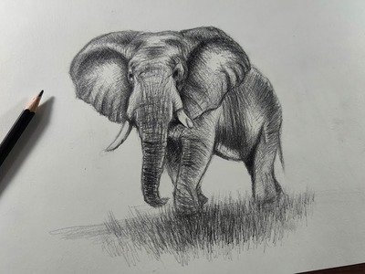 Cómo Dibujar un Elefante Realista Paso a Paso - a Lápiz (Fácil)