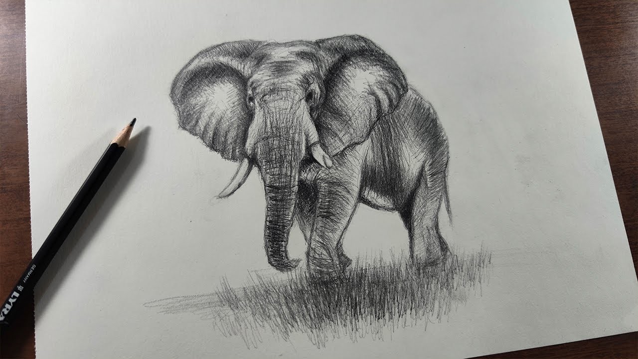 Cómo Dibujar un Elefante Realista Paso a Paso - a Lápiz (Fácil)