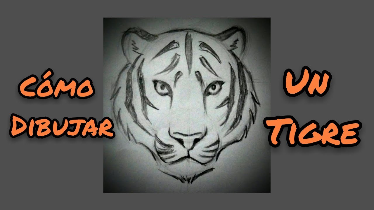 Cómo Dibujar un Tigre
