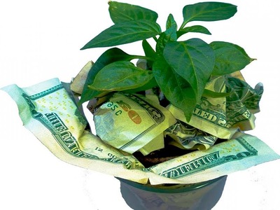 10 Plantas que  atraen dinero al hogar