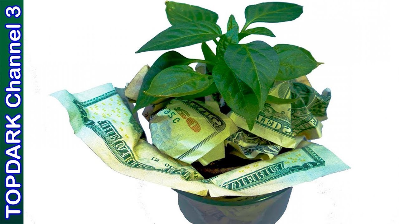 10 Plantas que  atraen dinero al hogar