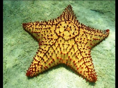 Caribbean Red Starfish (Oreaster reticulatus) Estrella de Mar Caribeña