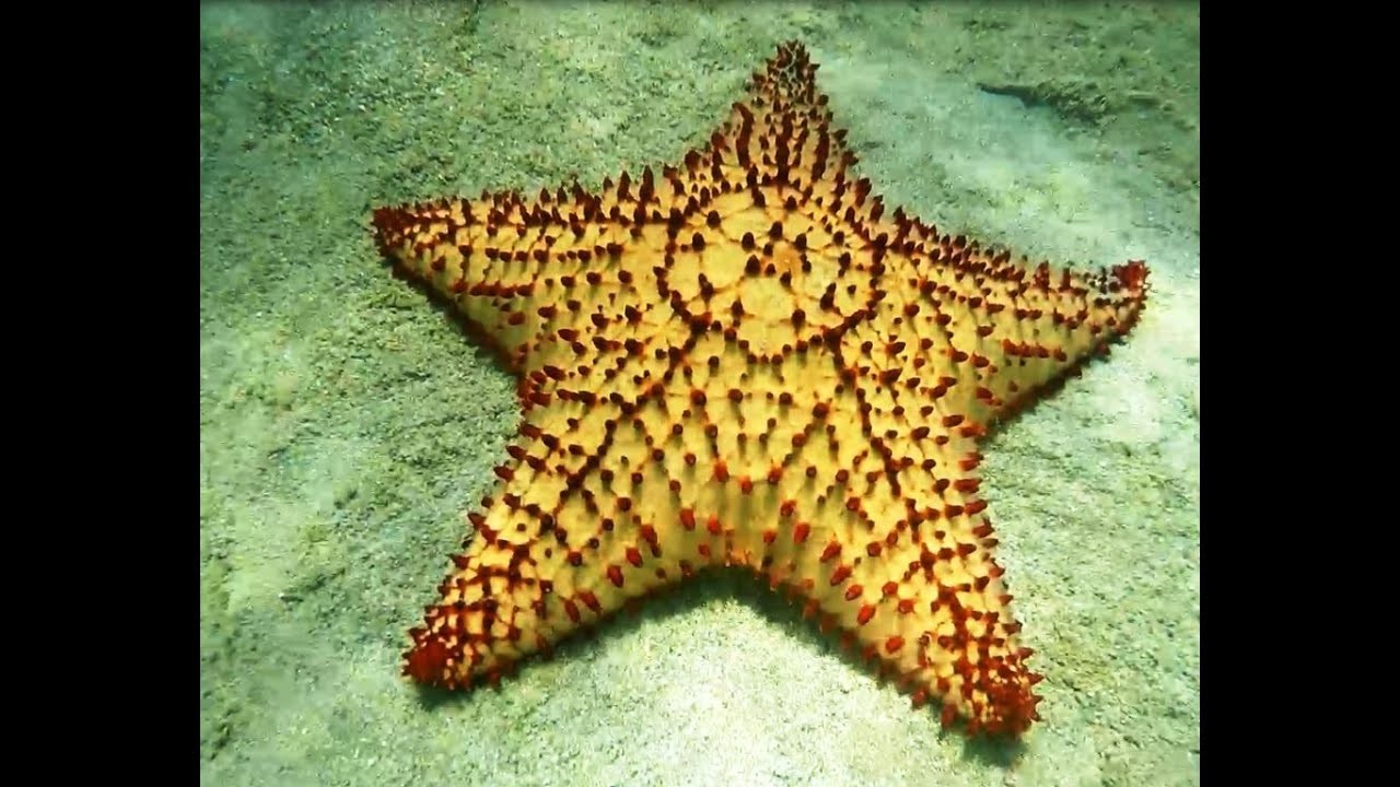 Caribbean Red Starfish (Oreaster reticulatus) Estrella de Mar Caribeña