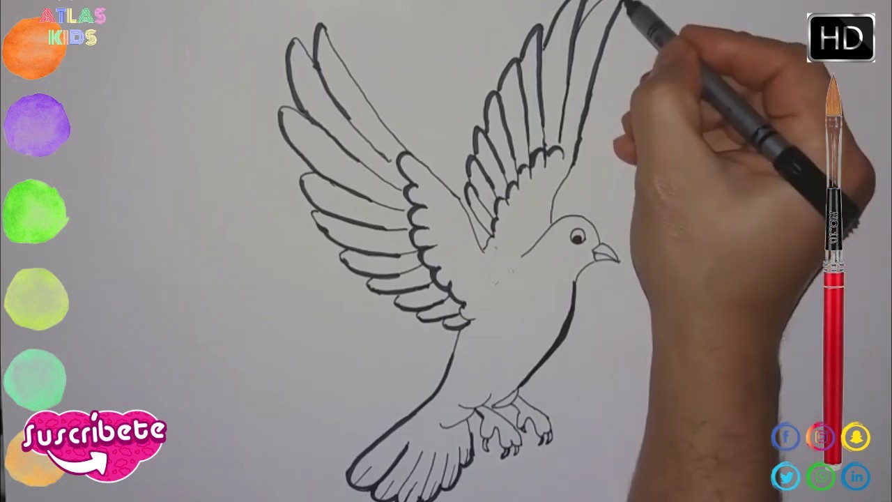 Cómo dibujar una paloma paso a paso???????? how to draw a dove step by step. 