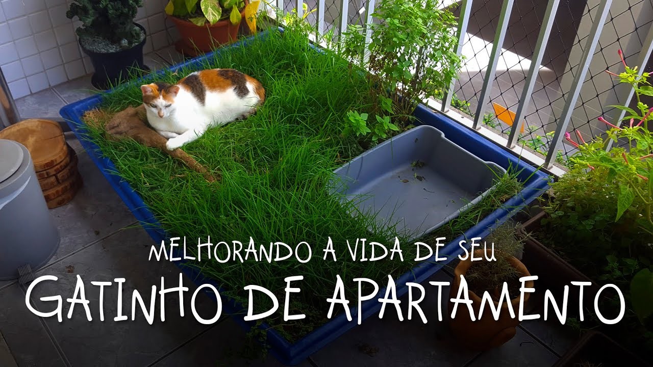 DICA: JARDIM DE GRAMA PARA GATOS na varanda de APARTAMENTO - Melhorando a vida de seu gato de APT!