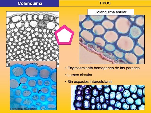 3 2 A Tejidos Colénquima