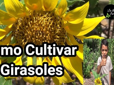 Como Cultivar Girasoles - Sembrar Las Pipas paso a paso||  LA Huerta Familiar Guerrero Perez