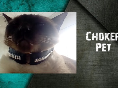 DIY - Choker Pet - Gargantilha Pet para Gatos ???? Collar Pet
