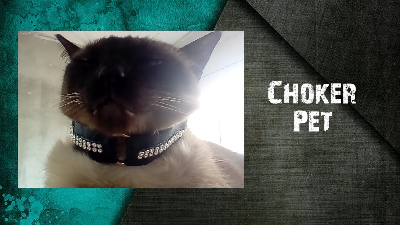 DIY - Choker Pet - Gargantilha Pet para Gatos ???? Collar Pet