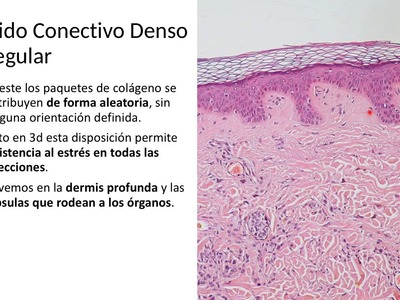 Tejido Conectivo pt. 3: tipos de tejidos conectivos
