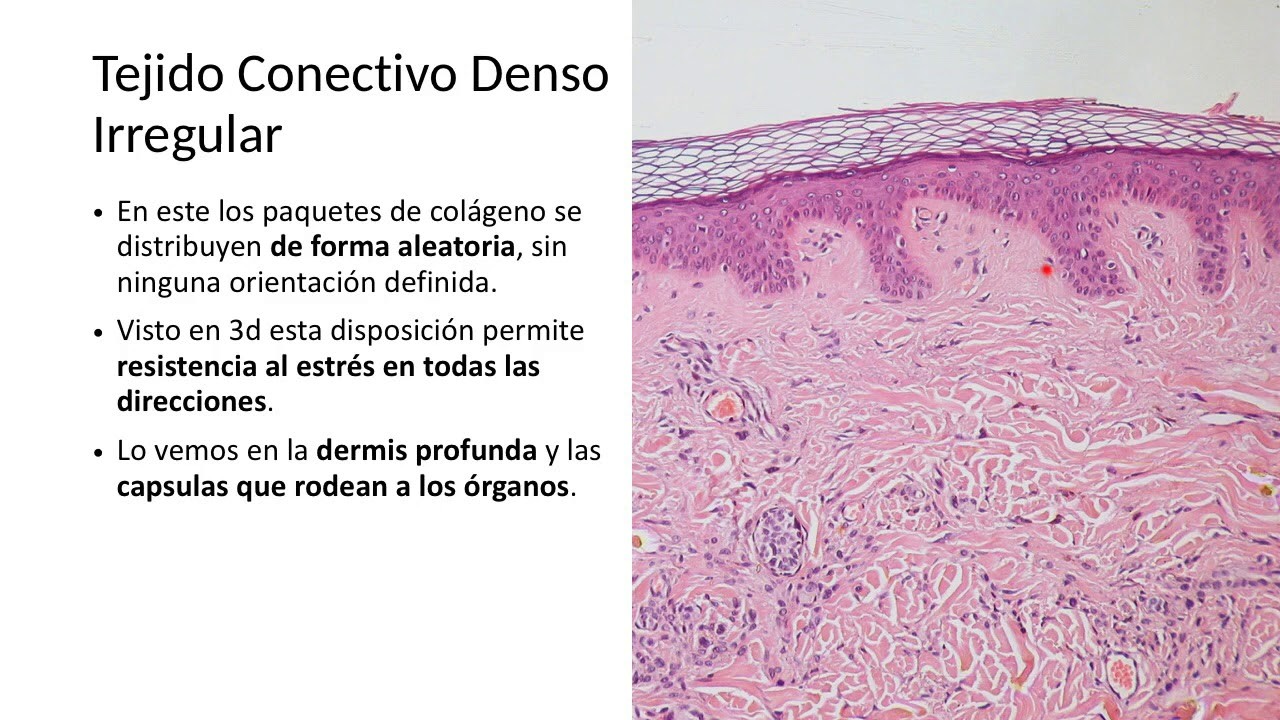 Tejido Conectivo pt. 3: tipos de tejidos conectivos