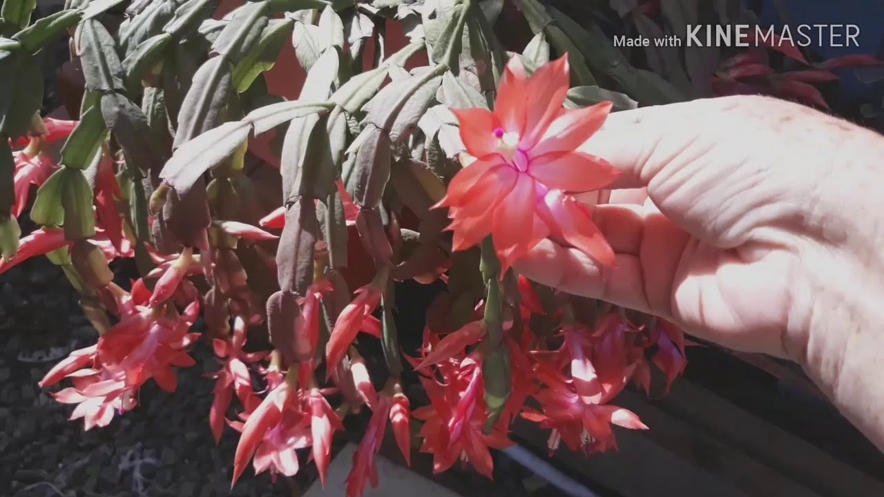 Flores de maio e artesanato # fique em casa#