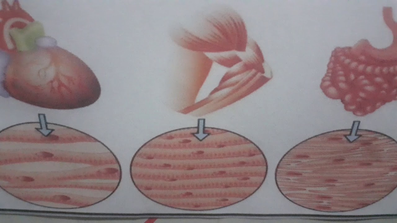 1 TEMA TEJIDO BIOLÓGICO 5° PRIM II BIM