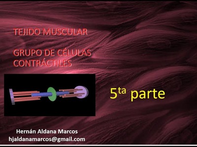 Tejido muscular  quinto video de 9. Hernán Aldana Marcos.