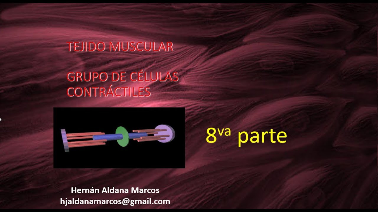 Tejido muscular. Octavo video de  9. Hernán Aldana Marcos