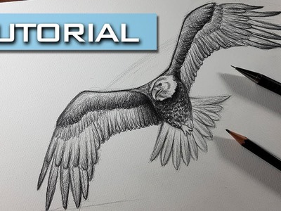 Aprende a Dibujar esta Águila Semi Realista en 1 hora