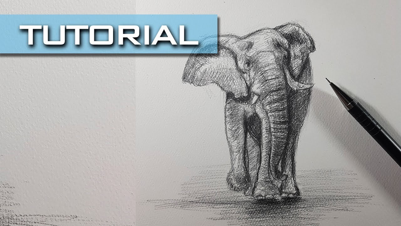 Aprende a Dibujar un Elefante Semi Realista en Sólo 30 MINUTOS