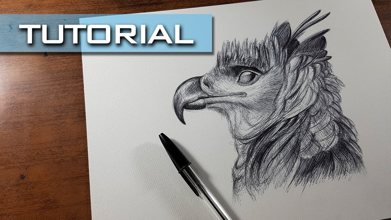 Cómo Dibujar un Águila con Bolígrafo, Muy Fácil