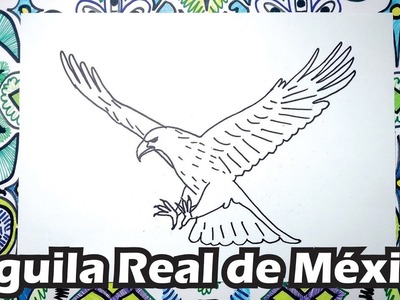 Aprende a dibujar un Aguila Real Mexicana paso a paso