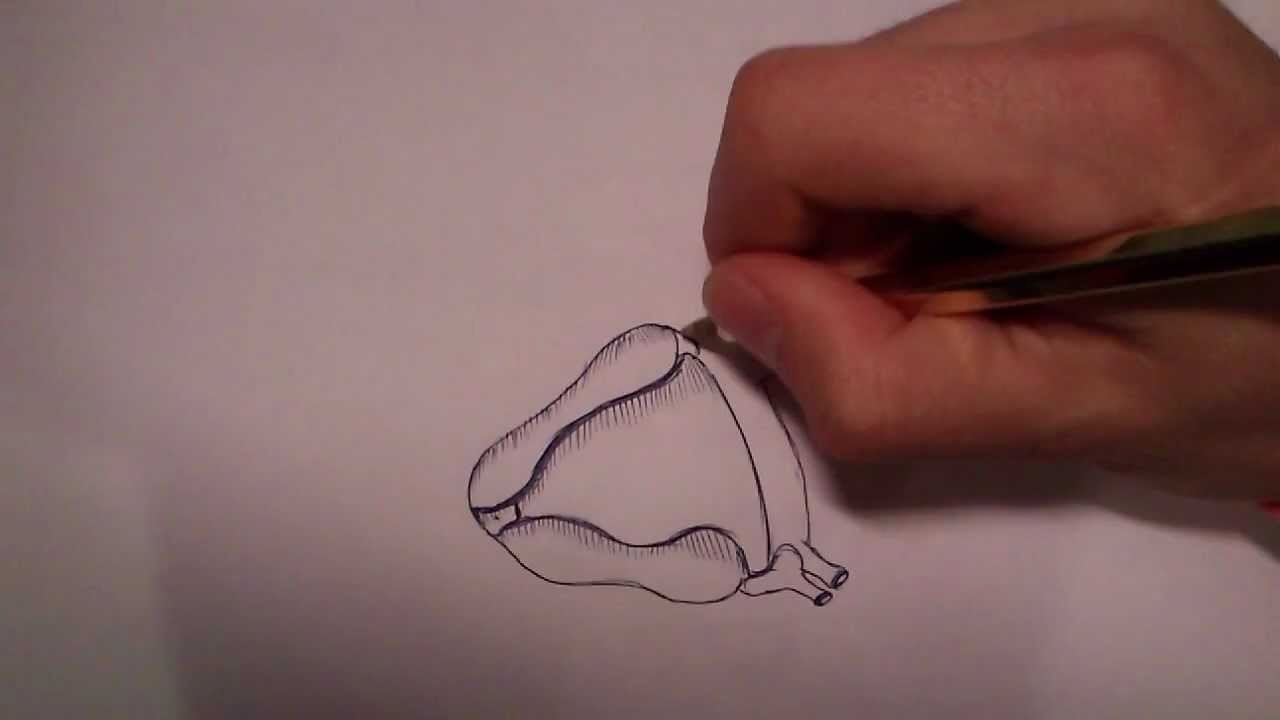 Como dibujar un corazon (Tutorial paso a paso) HD