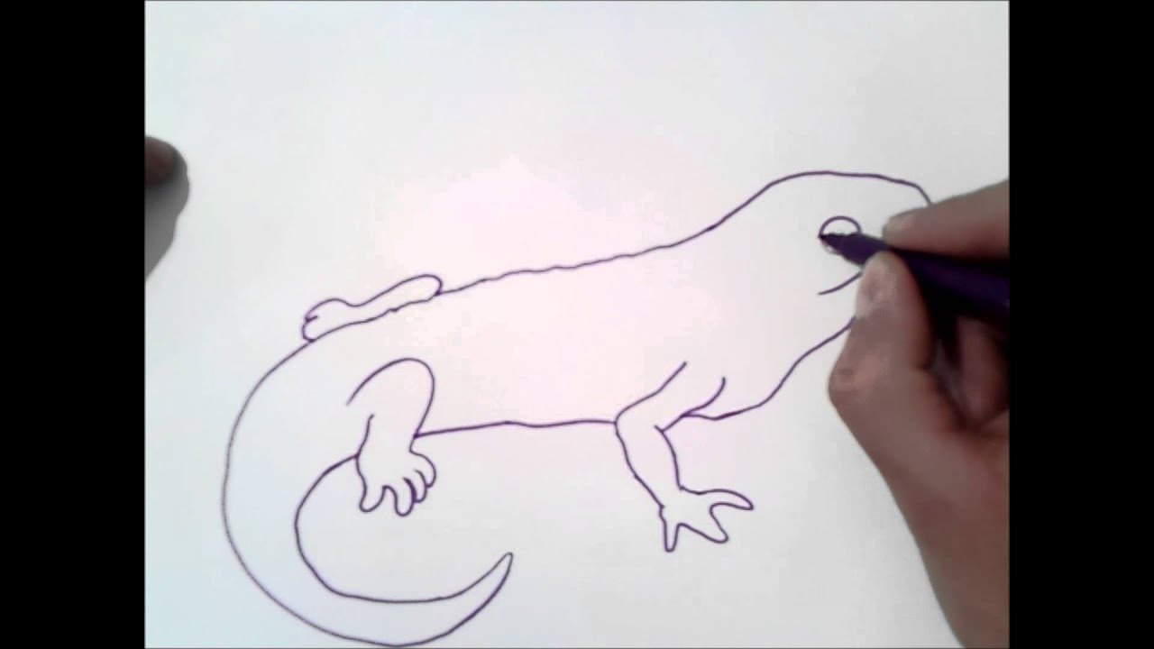 Como dibujar una salamandra | como dibujar una salamandra paso a paso