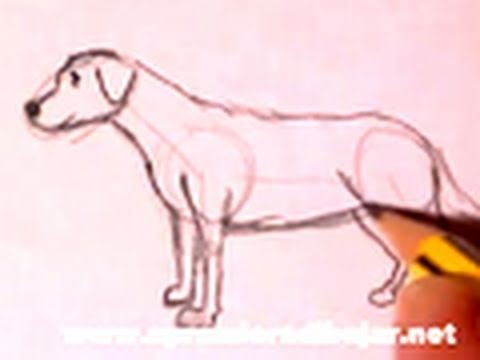Dibujo de un perro a lápiz - Cómo dibujar animales