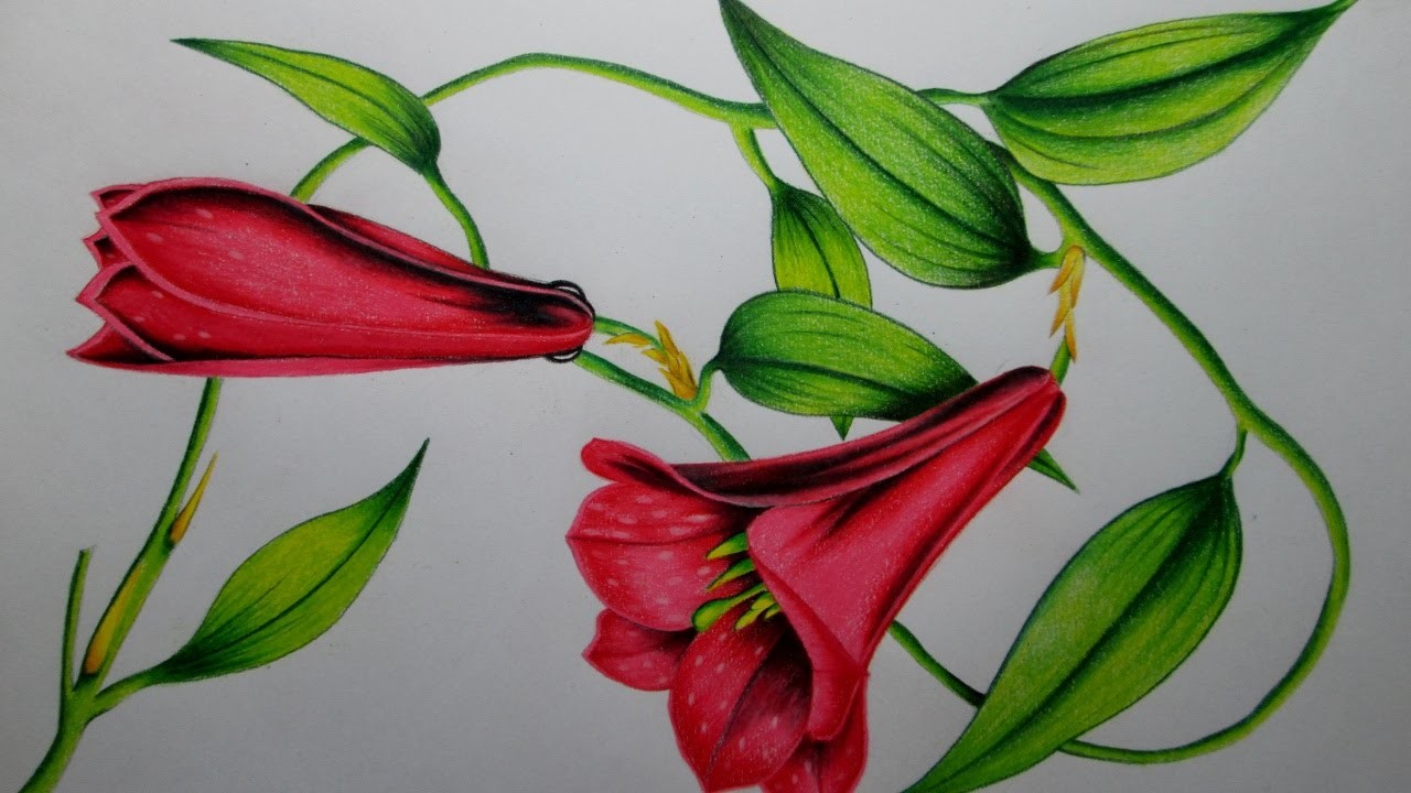 Cómo dibujar una flor con lápices de colores paso a paso, dibujando un Copihue Realista