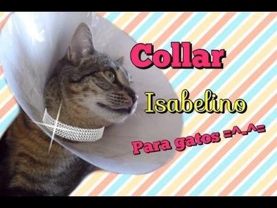 DIY Collar Isabelino para Gatos