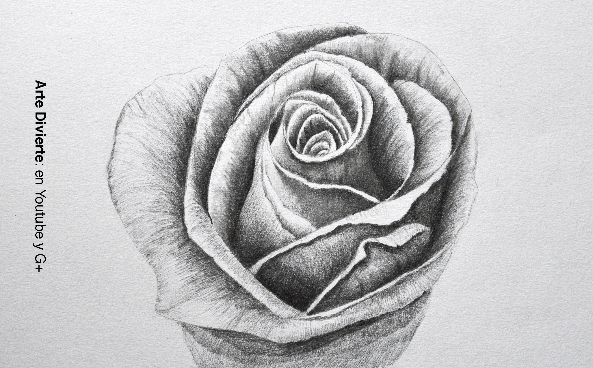 Dibujando flores: cómo dibujar una rosa a lápiz - Arte Divierte.