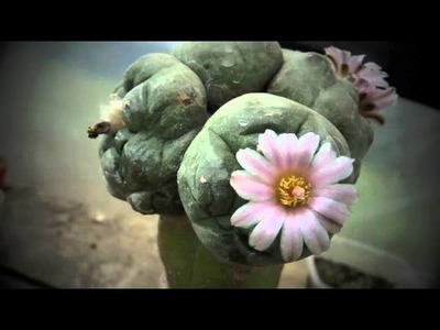 Peyote flower