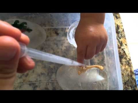 Huevos de dinosaurio