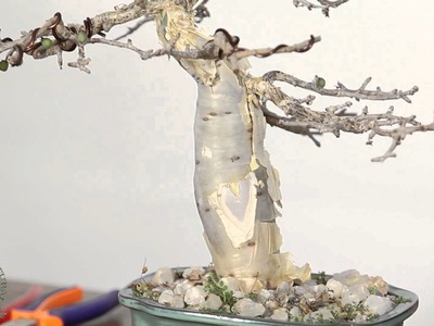 Bonsai - Tipos y usos del alambre