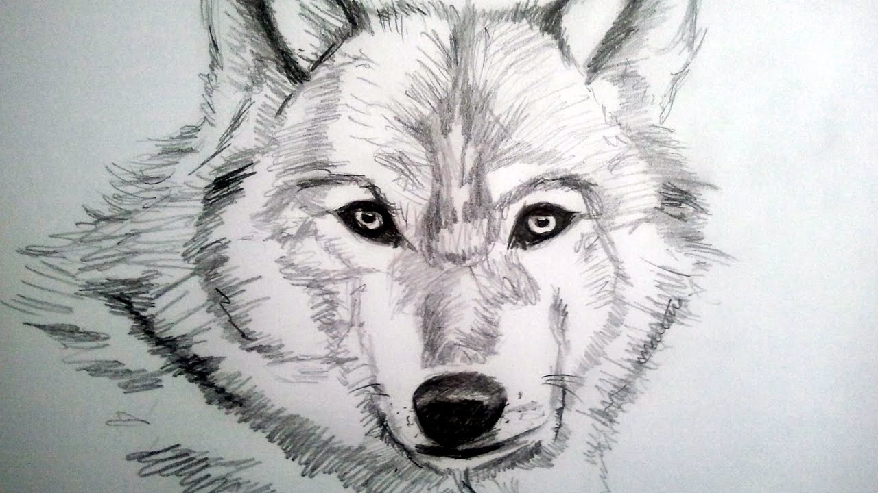 Como dibujar un lobo a lapiz, paso a paso: Como dibujar animales con pelo