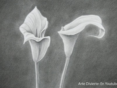 Cómo dibujar flores: un lirio de agua - Arte Divierte.