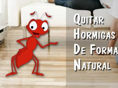 Como Eliminar Hormigas Sin Pesticidas