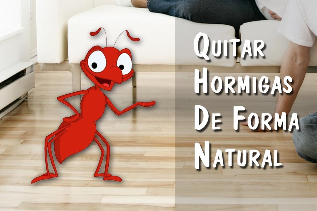 Como Eliminar Hormigas Sin Pesticidas