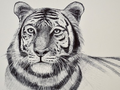 Dibujando animales: cómo dibujar un tigre - Arte Divierte
