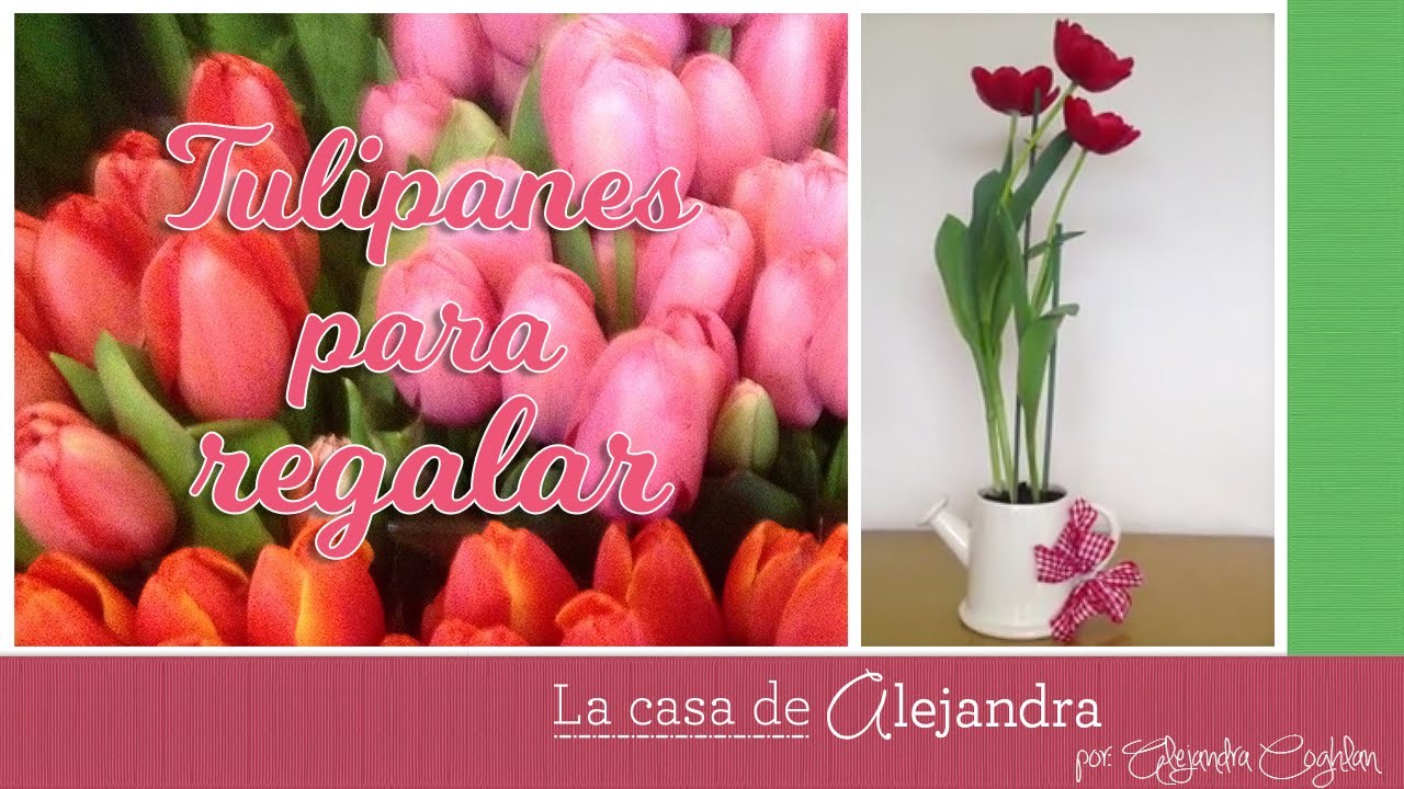 Planta Tulipanes en Agua y Tierra - DIY Alejandra Coghlan
