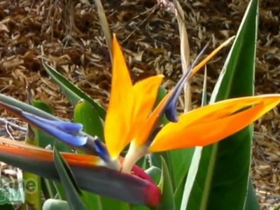 Flor Ave del Paraíso - Strelitzia reginae