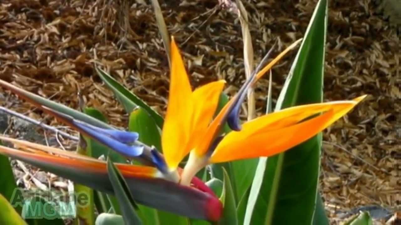 Flor Ave del Paraíso - Strelitzia reginae